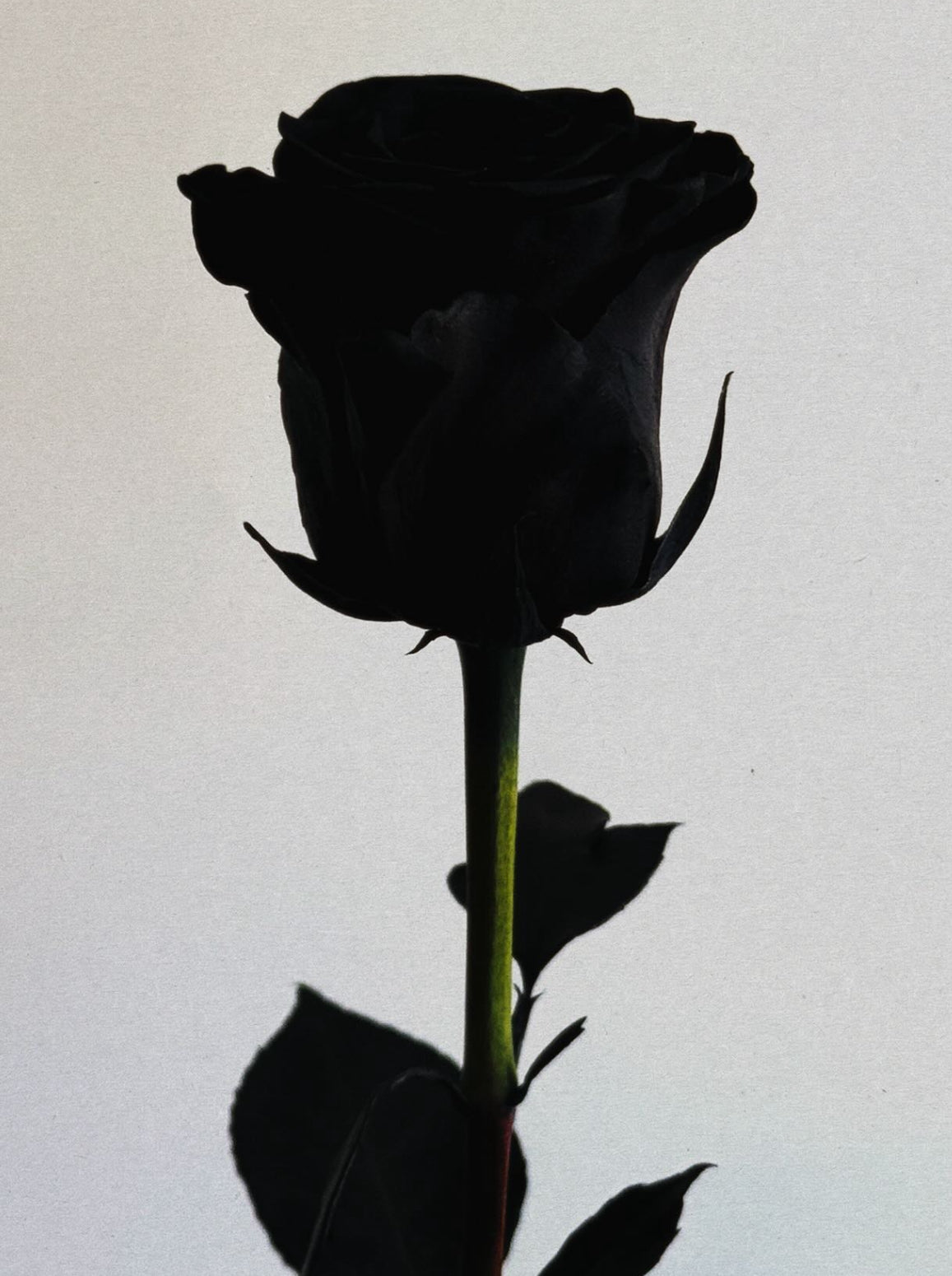 Adam Friedlander
